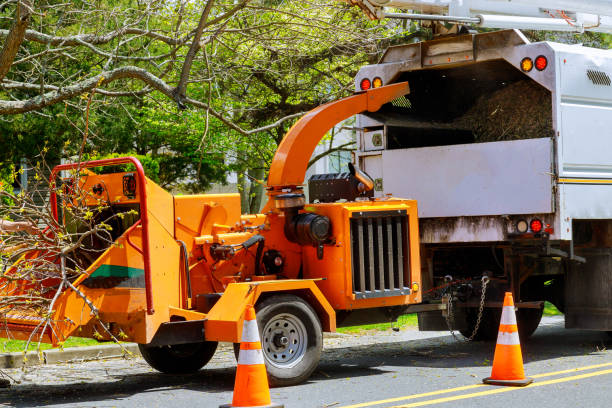 Best Storm Damage Tree Cleanup  in Rochester, PA